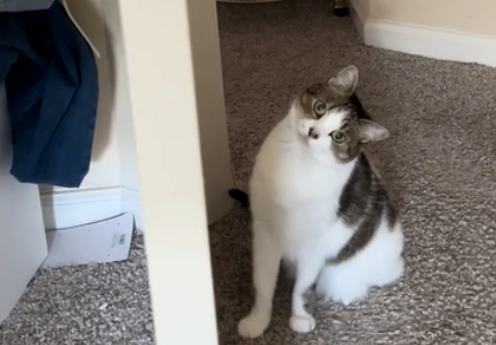 妹纸免费领养一只11岁老猫 却没料到它竟有这癖好..(图4)