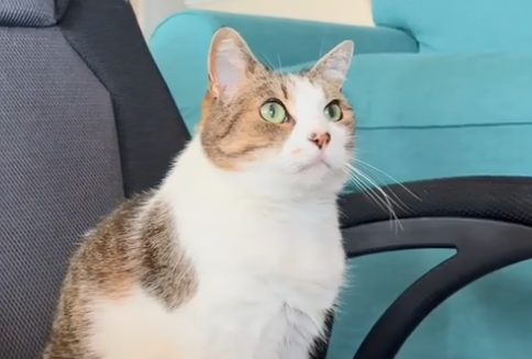 妹纸免费领养一只11岁老猫 却没料到它竟有这癖好..(图5)