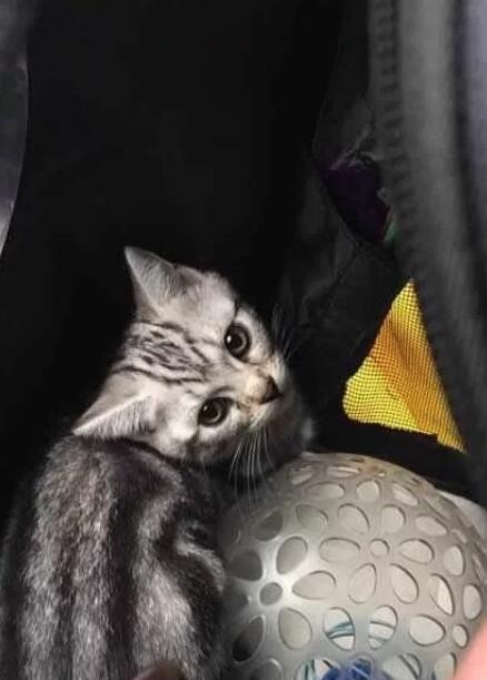 小伙去出差捡到一只流浪猫 一招妙计将小猫再带火车 最终猫咪这样的话(图3)
