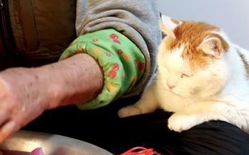 光是看照片就快眼眶湿润！猫叔陪伴在身边老奶奶超暖心(图1)