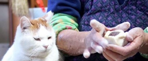 光是看照片就快眼眶湿润！猫叔陪伴在身边老奶奶超暖心(图3)