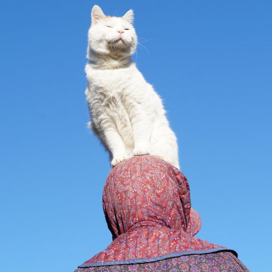 光是看照片就快眼眶湿润！猫叔陪伴在身边老奶奶超暖心(图4)