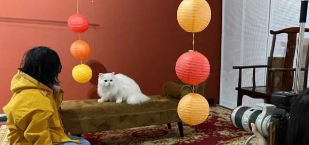 “Z世代”催热“它”经济：猫狗双全舍得花(图1)