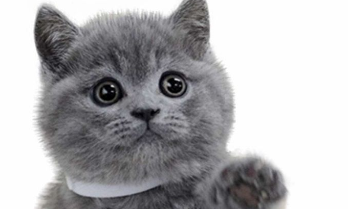 一只可笑的猫咪 生不如死！(图1)