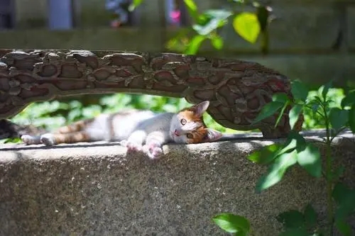 男子求好心人收养流浪猫 却遭遇众人斥责 到底是谁错？(图2)