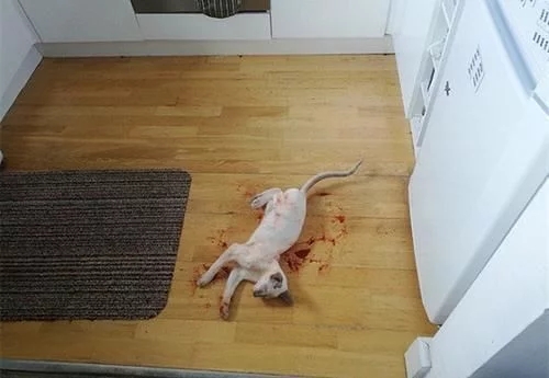 这一幕几乎让猫主人心脏病发作 猫咪的晚餐被依法没收了(图3)