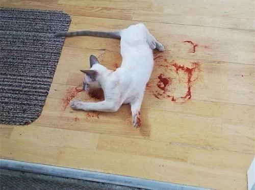 这一幕几乎让猫主人心脏病发作 猫咪的晚餐被依法没收了(图2)