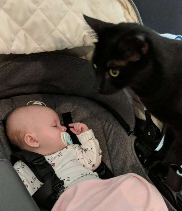 监视器里摄影师拍到史上最有爱画面黑猫最关键的时刻陪在身边妹妹(图2)