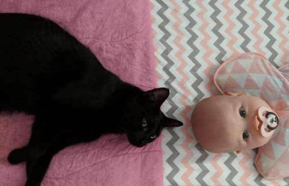 监视器里摄影师拍到史上最有爱画面黑猫最关键的时刻陪在身边妹妹(图3)