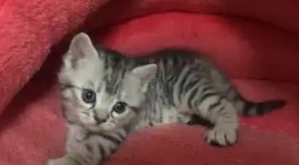 男子在宠物店逗猫 被一只小奶猫一把抓住手指 心瞬间被击中了(图1)