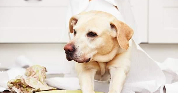 金毛救了橘猫 一年后竟得帮她照看5只宝宝 狗子：世事难预料到(图1)