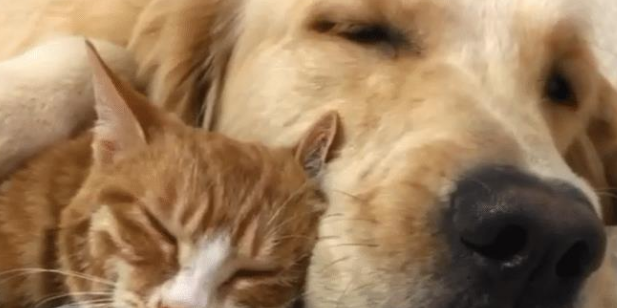 金毛救了橘猫 一年后竟得帮她照看5只宝宝 狗子：世事难预料到(图3)