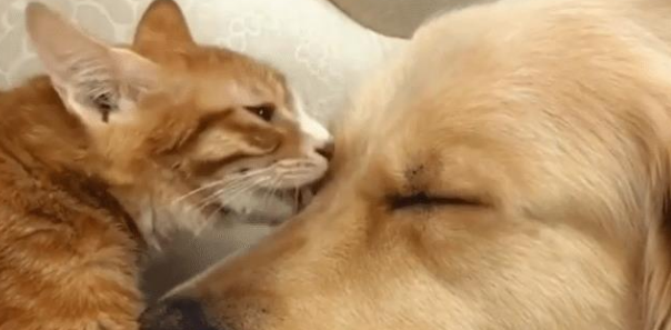 金毛救了橘猫 一年后竟得帮她照看5只宝宝 狗子：世事难预料到(图2)