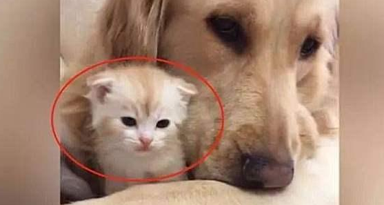 金毛救了橘猫 一年后竟得帮她照看5只宝宝 狗子：世事难预料到(图5)