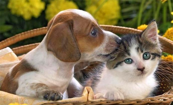 5条流浪狗围追堵截1只流浪猫结果喵星人的闪电拳打懵狗狗(图1)