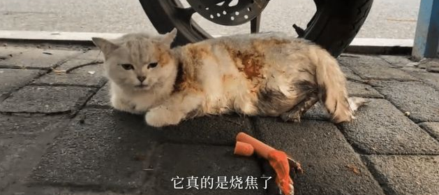 路边遇到一只被虐待被遗弃的的猫 女孩做了这件事 全网都看又哭了！(图1)