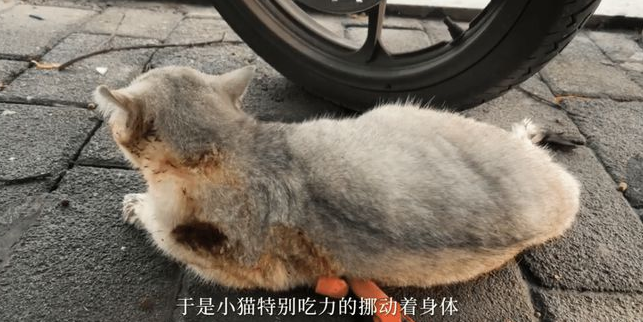 路边遇到一只被虐待被遗弃的的猫 女孩做了这件事 全网都看又哭了！(图2)