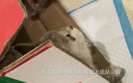 路边遇到一只被虐待被遗弃的的猫 女孩做了这件事 全网都看又哭了！(图3)