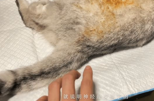 路边遇到一只被虐待被遗弃的的猫 女孩做了这件事 全网都看又哭了！(图4)