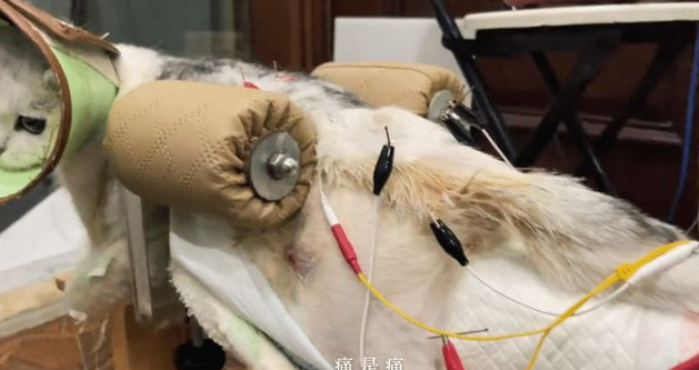 路边遇到一只被虐待被遗弃的的猫 女孩做了这件事 全网都看又哭了！(图7)