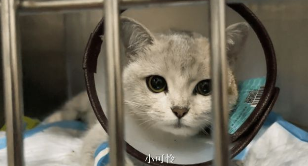 路边遇到一只被虐待被遗弃的的猫 女孩做了这件事 全网都看又哭了！(图8)