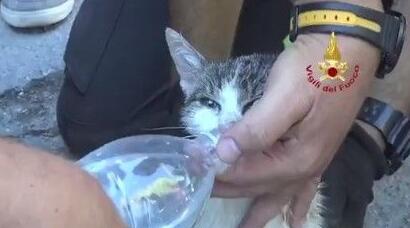 地震第6天救走小猫救援活动人员手扶瓶口柔情似水喂药(图1)