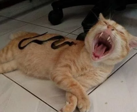 猫咪趴在地板上熟睡 主人小小的恶作剧将假蛇放其身上 最终出乎意料之外(图1)