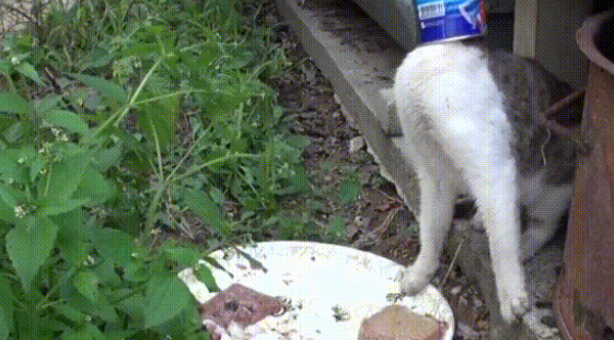 毫无人性！流浪猫头上被人心存恶意套上铁盒 进食困难瘦成皮包骨(图2)