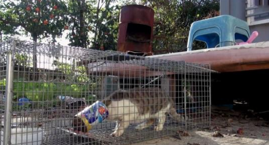 毫无人性！流浪猫头上被人心存恶意套上铁盒 进食困难瘦成皮包骨(图3)