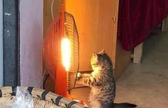 主人正忙想做生意猫咪却在烤炭火 只不过喵星人的表情可把客人都笑的不行了(图1)