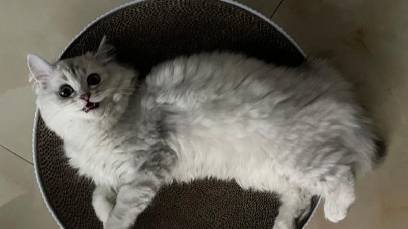 长毛银渐层是什么好品种(图1)