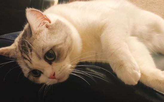 【科学养猫指南】要如何真正的科学地喂它猫咪羊奶粉？(图1)