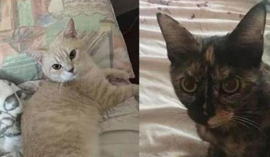 女子半夜熟睡时 枕边突然出现一群小奶猫 得知原因后高兴坏了！(图1)