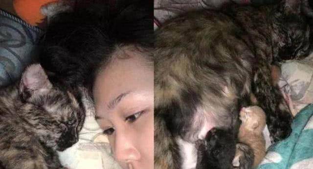 女子半夜熟睡时 枕边突然出现一群小奶猫 得知原因后高兴坏了！(图3)