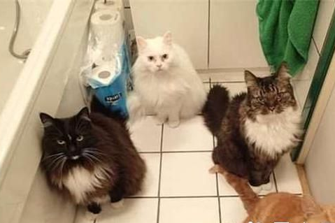 新来小狗被6只猫咪围观主人笑趴(图1)