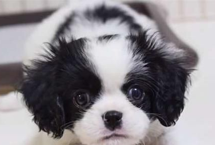 新来小狗被6只猫咪围观主人笑趴(图2)