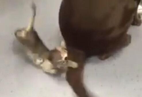 小猫咪碰上特大号逗猫棒超兴奋噗抓遭甩脸(图1)