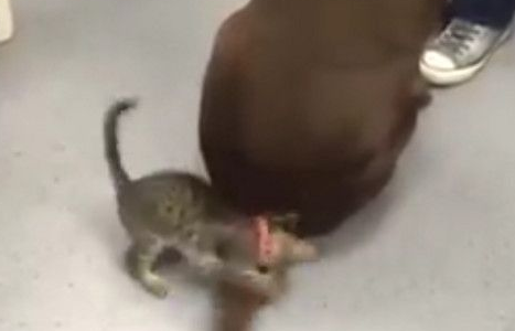 小猫咪碰上特大号逗猫棒超兴奋噗抓遭甩脸(图2)