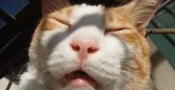 橘白猫眯着眼嘴张开的嘴巴很香艳苍蝇都要飞进来了(图1)