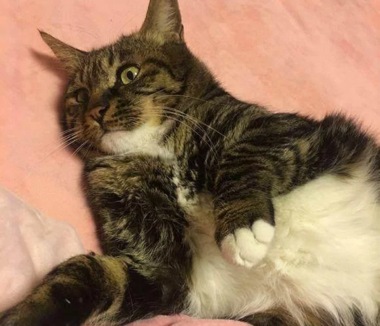 七块五买来一只中华田园猫 不料喂饲六年后 噩梦就开始了(图1)