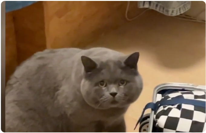 猫咪过完年后忘了主人 望着她一脸好奇!我也不想被猫遗忘该如何?(图1)