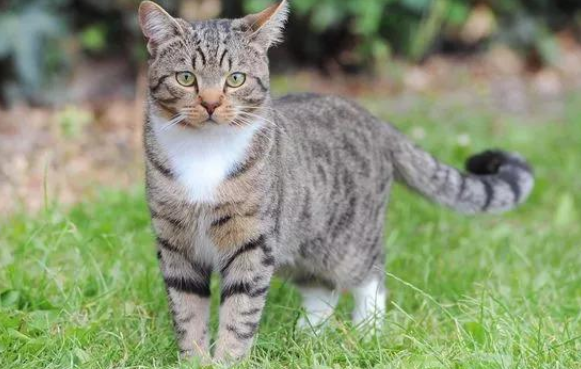 小主人被欺凌 花猫飞扑救主：我不是你的小老fu(图1)