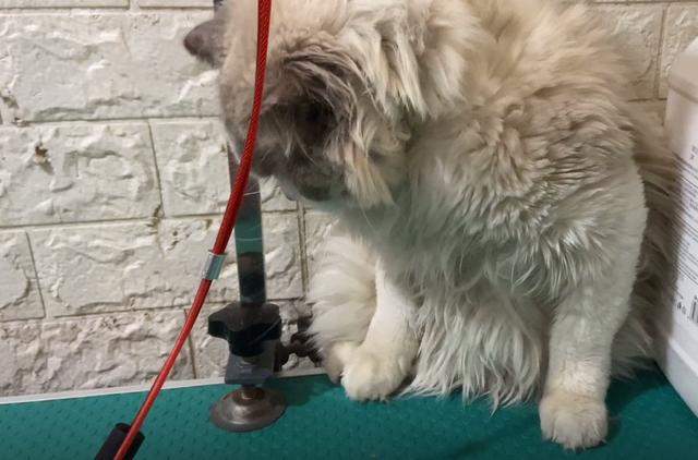 朋友的媳妇不喜欢猫咪 用铁链将布偶猫捆住:不是很爱也请别造成的伤害(图1)