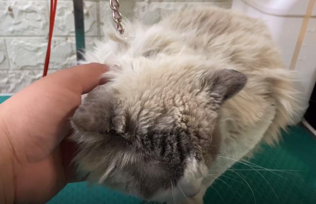 朋友的媳妇不喜欢猫咪 用铁链将布偶猫捆住:不是很爱也请别造成的伤害(图2)