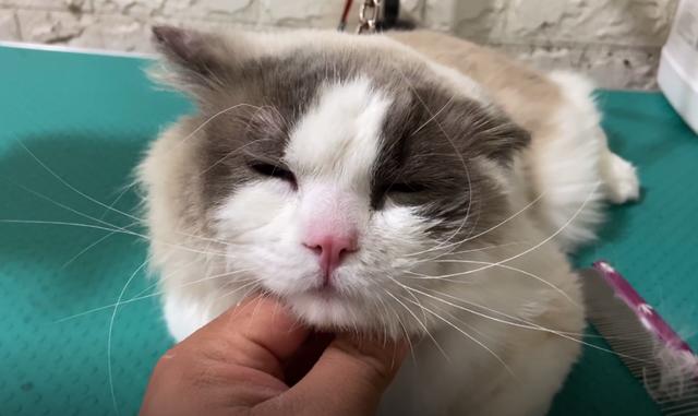 朋友的媳妇不喜欢猫咪 用铁链将布偶猫捆住:不是很爱也请别造成的伤害(图3)