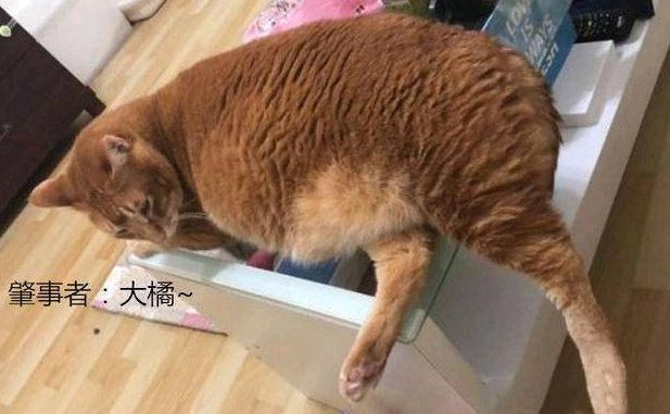 女子抱了10分钟橘猫双腿就受了“重伤”拍下照片让人羡慕(图1)