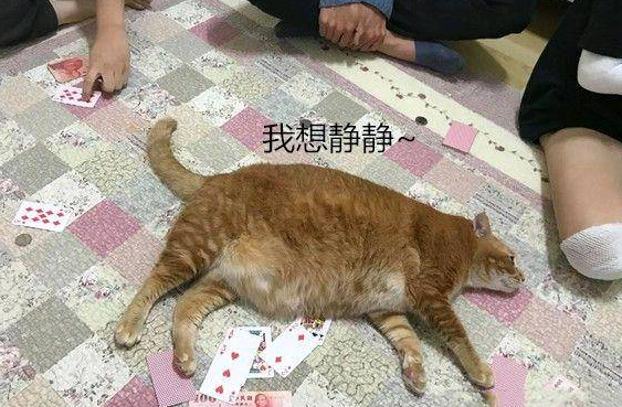 女子抱了10分钟橘猫双腿就受了“重伤”拍下照片让人羡慕(图4)