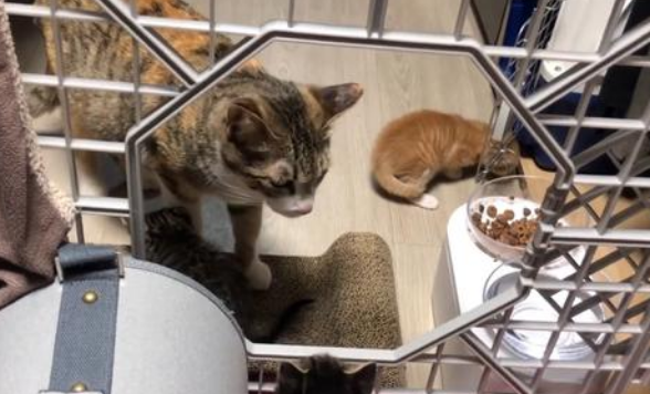 流浪猫赖上好心人 一次人上门求收养 还把刚阴历的小猫带回去人类(图1)