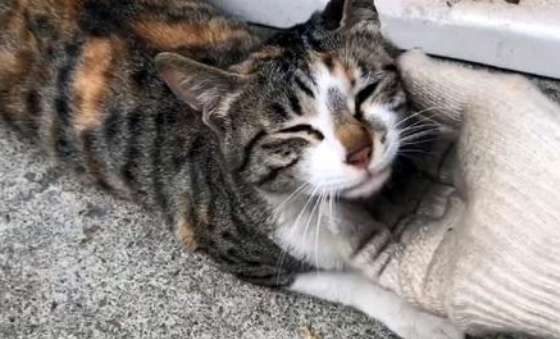 流浪猫赖上好心人 一次人上门求收养 还把刚阴历的小猫带回去人类(图2)