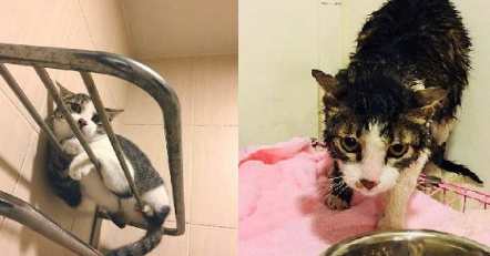 用爱拔去防心！浪猫历经10个多月才给摸抱(图2)